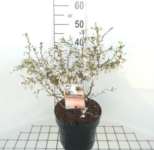 Prunus incisa 'Kojou-no-mai' - Geschlitzte Kirsche 50-60 cm - Container