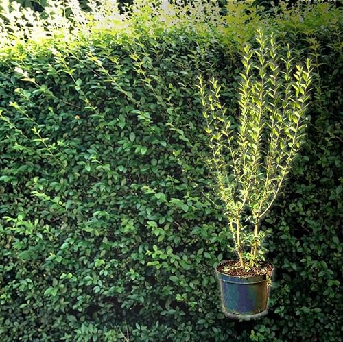 Hecken Helge/Wintergrüner Liguster / 80-100 cm / 9 Stück / 3 Meter