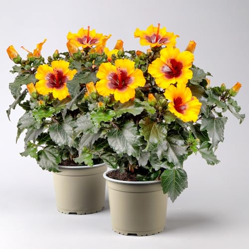 Hibiskus 'Petit Sunrise®' hellorange-dunkelrot, Topf-Ø 13 cm, 2 Pflanzen