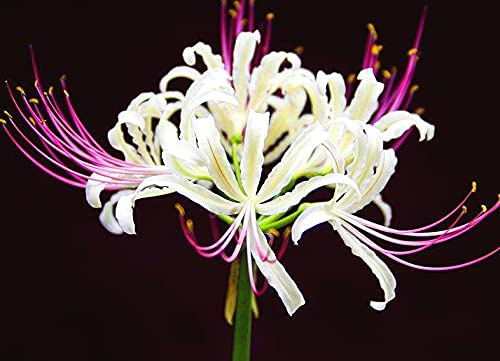 Lycoris Bulbi da giardino piante magiche a affascinante giardinaggio stile unico Root-3 lampadine, bianco