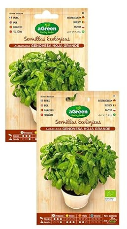 Semillas Ecológicas de Albahaca Genovesa Hoja Grande, 2 Sobres, X 1.5 Gramos