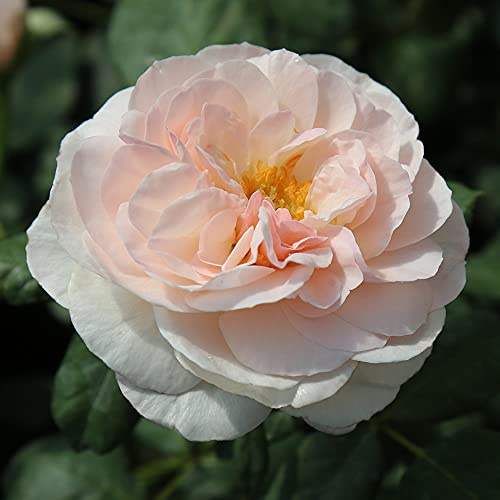 Heirloom Floribunda Roses, Live Own Root Plant for Outdoor Garden, English Miss, Exceptionally Fragrant, Hardiness Zones: 5-10, Continual Blooming