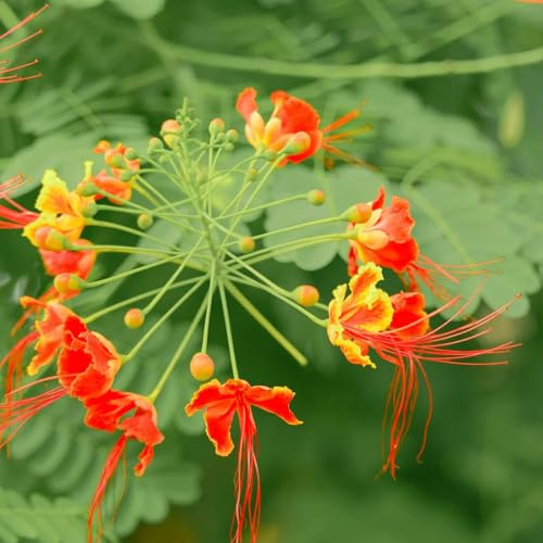 semi di arbusto di pavone resistente per il giardino, ornamentali decorazione decorativi resistenti balcone 15pcs