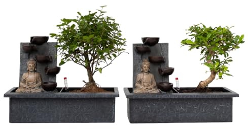 Plant in a Box - Bonsái con sistema de riego de fácil cuidado y cascada sobre la figura de Buda - Set de 2 - Planta de interior - Altura 25-35cm