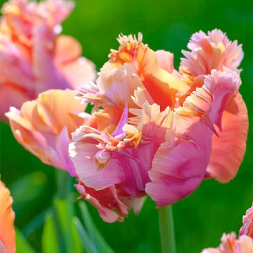 Tulpenzwiebeln, Gartenpflanzen,Gartenbegeisterte， Lilienzwiebeln, AnfäNger, Tulpenzwiebeln Winterhart MehrjäHrig，Papagein Tulpen，Tulpen-25zwiebeln-B
