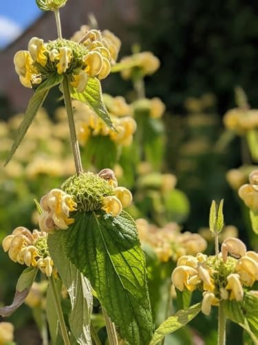 Phlomis russeliana - Turkish Sage X 40 Seeds Cottage Prairie Garden Plant