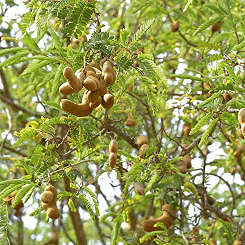 Semi di tamarindo - semi di colonnare acquistarere da da nani resistenti giardino frutteto resistenti per il giardino fresca 30pcs
