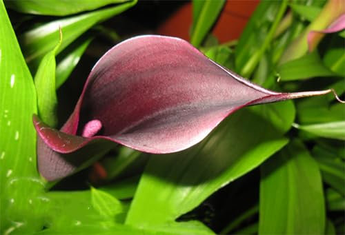 Zierblumen,Winterharte Zwiebeln,Hochzeitsblumen,Perfekte Schnittblumen,Calla-Zwiebeln,Lebende Pflanzen,Calla Pflanze Zwiebeln,Seltene Pflanzen,Natürlich-10 Zwiebeln-A