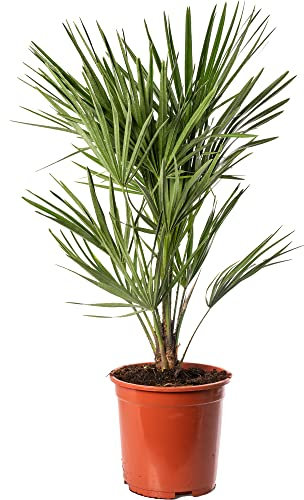 Chamaerops Humilis Europäische Fächerpalme Pflanze Winterhart Selten Exotisch Outdoor-Palme