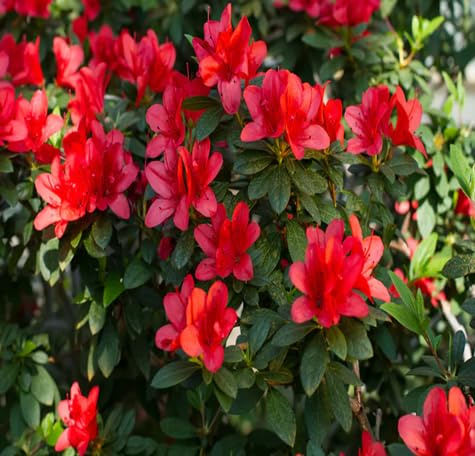 100pcs Azalea Flower Seeds
