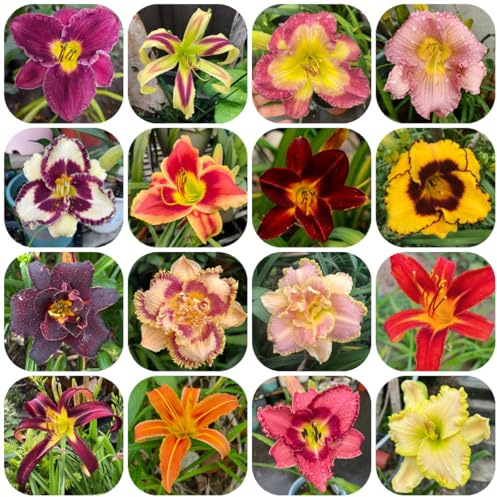 taglilien, hochbeet seltene, steingartenpflanzen winterhart balkon herbst deko wildblumen 250samen