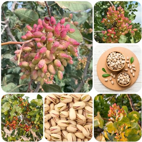Semi di pistacchio, rustiche per balconi di pistacchio vera, resistenti all'esterno 40pcs