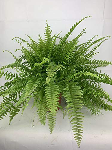 Boston Fern House Office Indoor Plant Nephrolepis 17cm Pot Large Plant
