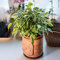 Ficus Starlight | Figuier Pleureur Panaché à Feuilles Persistantes | Parfaite Plante de Maison ou Bureau