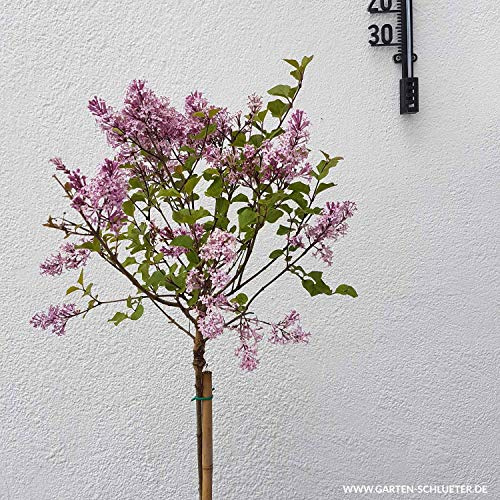 GARTEN SCHLÜTER® Stamm-Duftflieder 'Palibin'