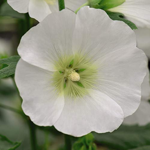 Hollyhock Seeds 'Halo White' Alcea rosea Hardy Perennial Flowering Garden Plants Easy to Grow Your Own at Home Bright White Flowers 1 Packet of 50 Hollyhock Seeds by Thompson and Morgan