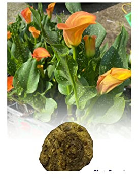 GARTHWAITE NURSERIES® : - 3 Zantedeschia Flame Calla (Arum) Lily Bulbs/Rhizomes Size 18/20 Orange Summer Flowering Perennial