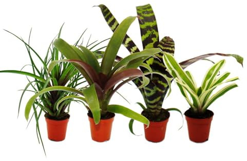 Mini-Bromelien-Set Nature's Touch 4 Pflanzen 5,5cm Topf