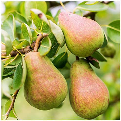 Doyenne Du Comice Pear Tree 3-4ft in 4L Pot, Dessert Pear with Fine Flavour 3fatpigs®