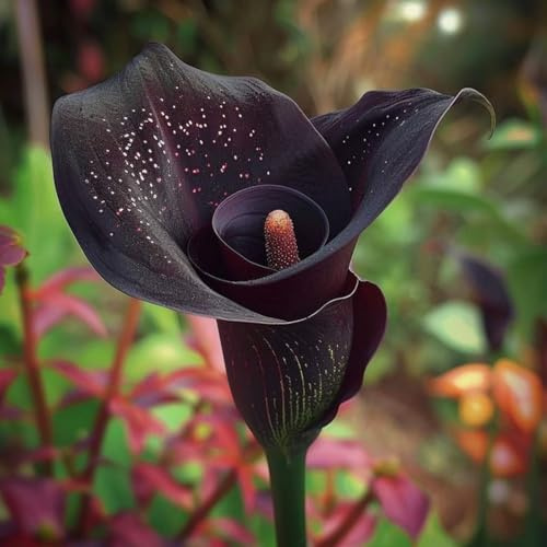 Bellissimo Calla bulbi,Piante perenni,Calla pianta vera,resistenti al freddo,Tagliare,Facile da curare(non artificiali)-2 bulbi-C