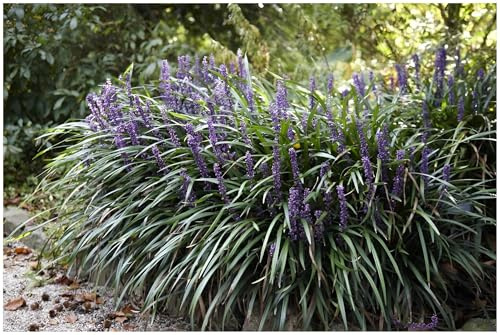Stauden Gänge 3 x Liriope muscari 'Ingwersen' Lilientraube winterhart | Niedriges Ziergras für Sonne bis Halbschatten, Blüte August bis Oktober, mehrjährig, 1 L Topf (11x11 cm)