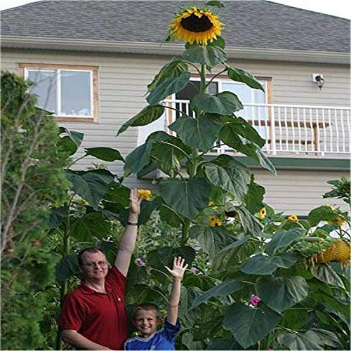 Semi Pianta Girasole Alto Gigante