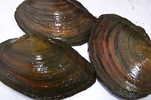 Generisch 50 kleine Teichmuscheln - Biologischer Teichfilter für einen klaren Garenteich- Algenvernichter