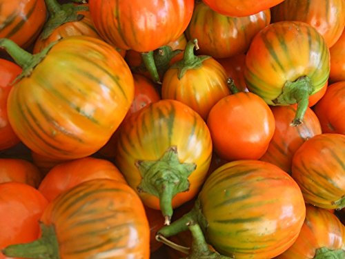 Auberginen-Samen 50 Samen Türkisch Aubergine orange Gemüsesamen