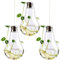 Muzrunq 3 Set Bulbo Jarrón Decorativo Decorativo Forma de Bombilla pequeña Glader de Vidrio Transparente Colgante con Hilo para jarrón de hogares Interiores, Maceta Colgante, pequeña, Jacinto.