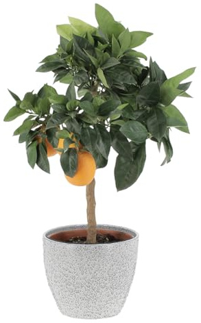 KENTIS - Citrus Sinensis Rouge - Orange - Plantes d'Agrumes - Plantes d'Extérieur - H 70-80 cm Pot de Ø 20 cm