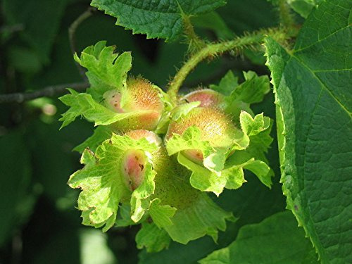 5 AMERICAN HAZELNUT TREE aka Filbert Corylus Americana Fruit Nut Seeds