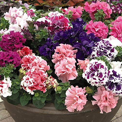 Petunia Hybrid ‘Orchid- Flowered Mixed,Half-Hardy Annual, 12x Plugs by Thompson and Morgan (12)