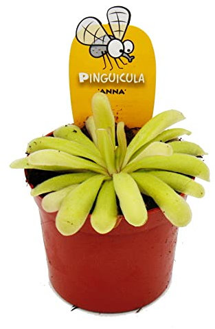 Exotenherz Fleischfressende Pflanze - Zierliches Fettkraut - Pinguicula Anna - 9cm Topf