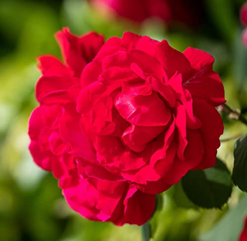 Floribunda Rose Plants, Rose 'Trumpeter', 2 x Full Plants in 5L Pots, Red Roses, Garden Ready and Ready to Plant, Premium Quality Garden Roses