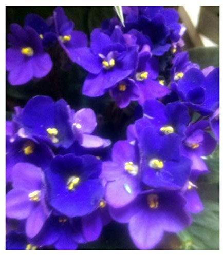 Violeta africana o saintpaulia (maceta 12 cm ø) (Azul)