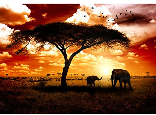 Runa Art Fototapete Afrika Elefanten 352 x 250 cm Vlies Tapeten XXL Moderne Wandtapete Wohnzimmer Schlafzimmer Braun Orange 9110011a