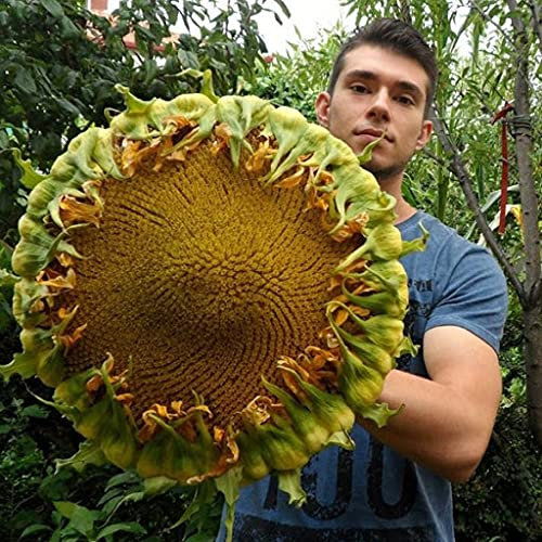 Aamish 5 piezas de semillas de girasol gigante comestible