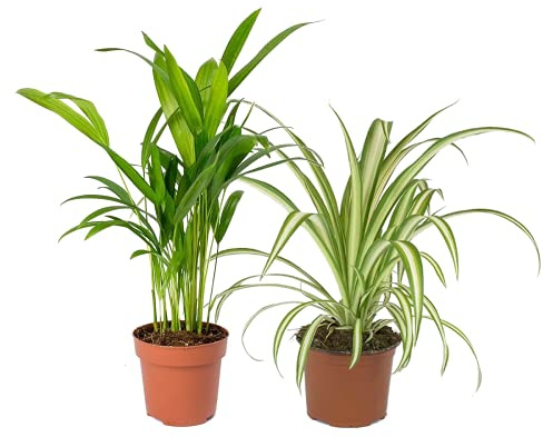 Pack Plantas Interior: Chlorophytum y Palmera Areca