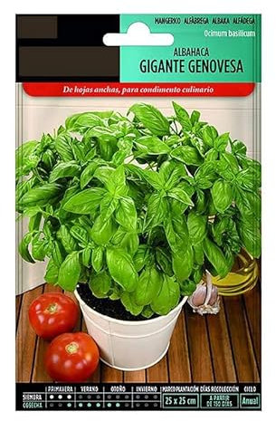 Semillas de Albahaca Italiana para Cultivar en Huerto Urbano Planta Aromática