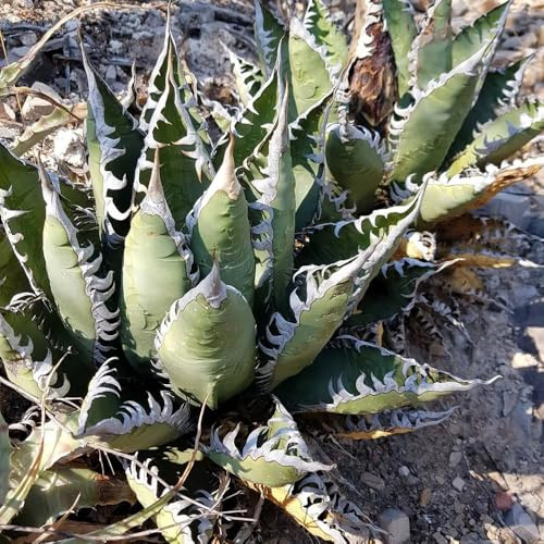 Semi resistenti di Agave americana, e perenni vecchie varietà semi di aromatiche decorazione da giardino per esterni da giardino roccioso 125pcs