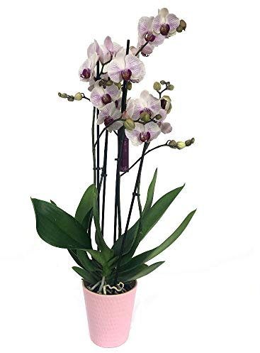 Garden Center Shop | Orquídea Phalaenopsis blanca veteada natural 70 cm | 2‑3 tallos floridos | Planta de interior elegante | Fácil cuidado en maceta M12