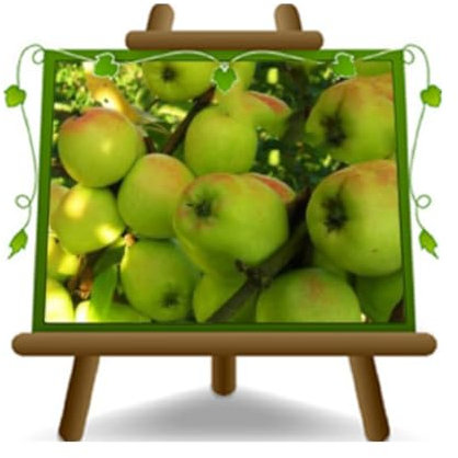 EURO PLANTS VIVAI Pommier Limoncella lemongrass citron plante fruitière ancienne en pot 24/26 cm hauteur maximale 180 cm - Âge 4 ans