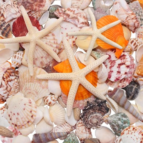 VBNZBK Conchas decorativas y estrellas de mar, 3-12 cm, 520 g, estrellas de mar, conchas de playa, conchas, manualidades, grandes para rellenos de jarrones, temáticas de playa, fiestas, bodas,