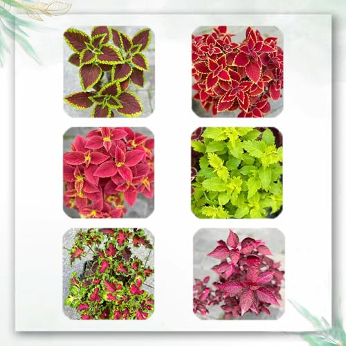 400 Pc Semillas De Coleo Resistentes - Plantas Raras, Decoración De Salón Semillas De Plantas De Coleo, Semillas Macizos De Flores, Plantas Exóticas Resistentes Plantas Herbarias,