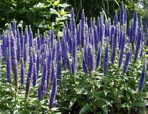Ehrenpreis echter, (Veornica), violett, hohe, winterhart