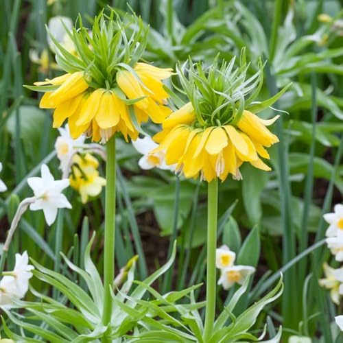 Tuberi di corona imperiale perenni,giardino di,da giardino,colorati da giardino,facile da piantare balcone 15pcs