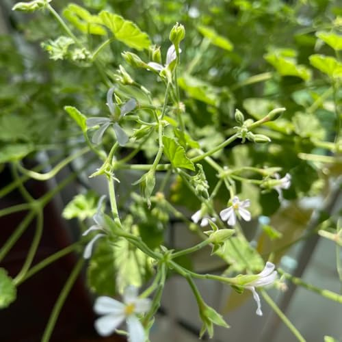 gerani profumati - geranio limone selvatiche rare per balcone 225semi