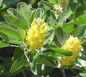 10 Semi di marocchino Ginestra Cytisus Battandieri RLP182
