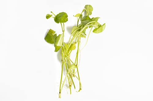 Lincolnshire Pond Plants Ltd - Hydrocotyle leucocephala Live Aquarium Plant for Freshwater Tropical Tanks Aquascaping (10x Loose)