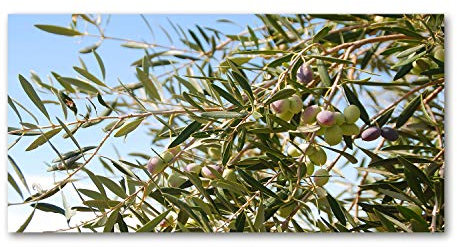 Tulup Acrylglas - Wandkunst - Bild auf Acrylglas Deko Wandbild hinter Kunststoff/Acrylglas Bild - Dekorative Wand für Küche & Wohnzimmer 120 x60 cm - Blumen & Pflanzen - Olivenbaum - Grün